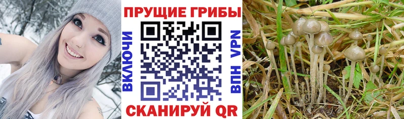 Купить закладки  Кунгур  Галлюциногенные грибы мухоморы 